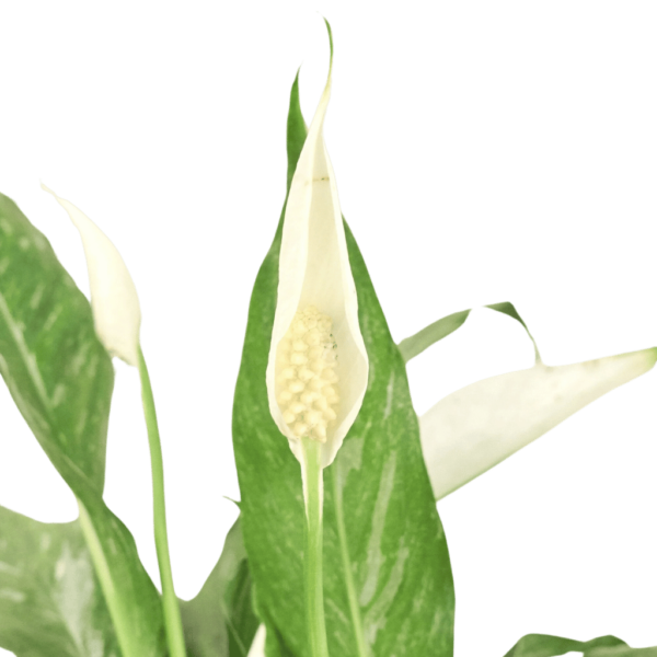 Peace Lily - Image 2