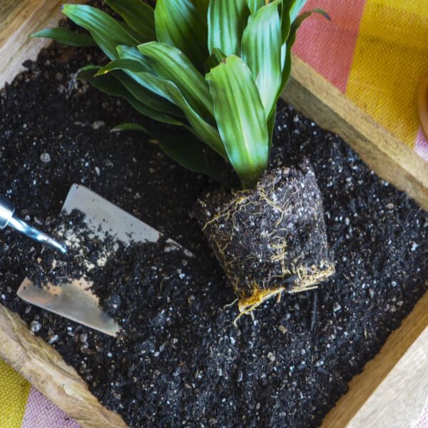 Indoor Plant Potting Soil Puck